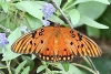 IMG_8019a.jpg