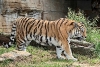IMG_8024a.jpg