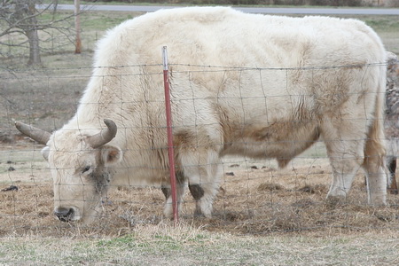 A White Buffalo