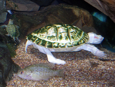 White Turtle