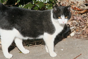 oliver